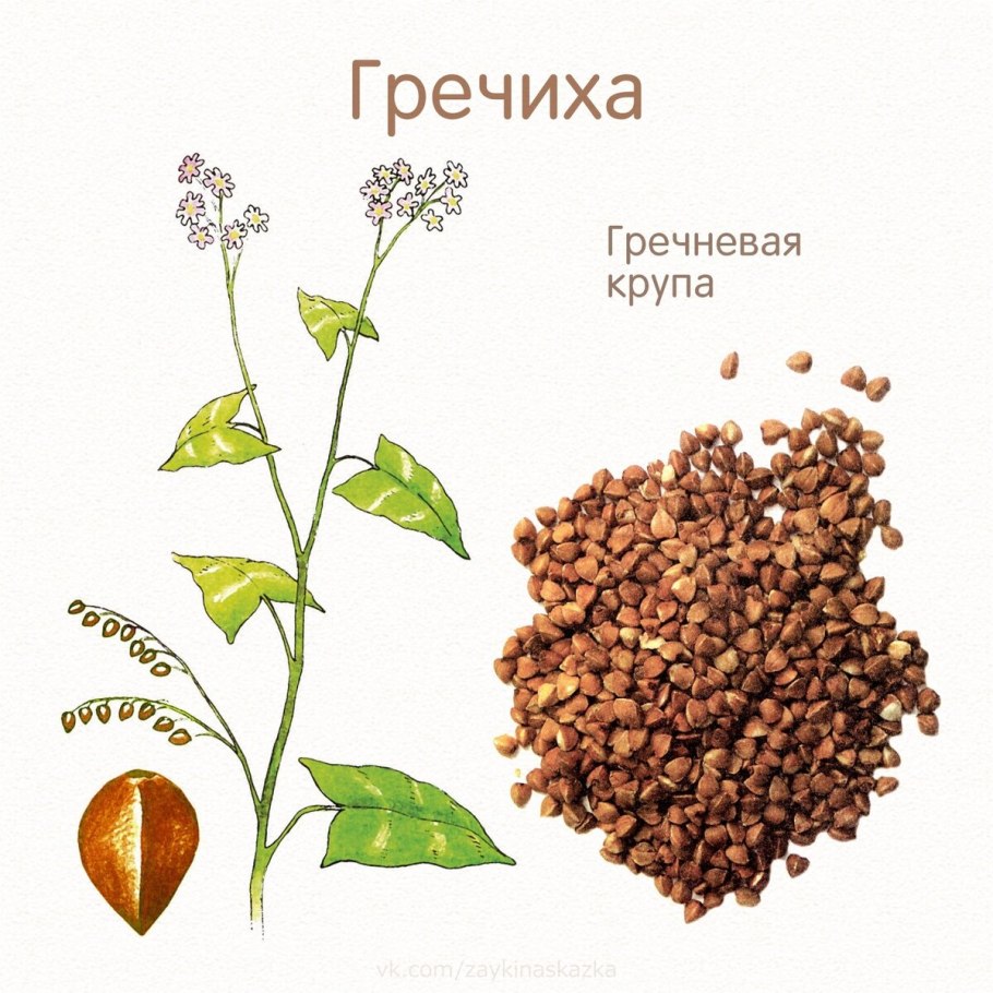 Плод гречихи