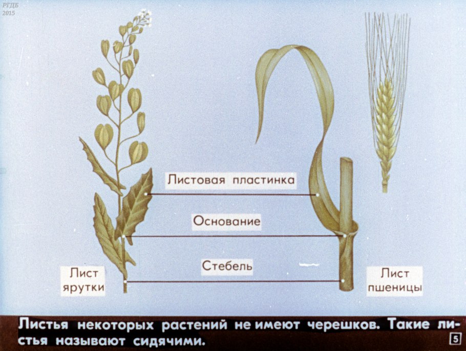 Пырей ползучий злаки