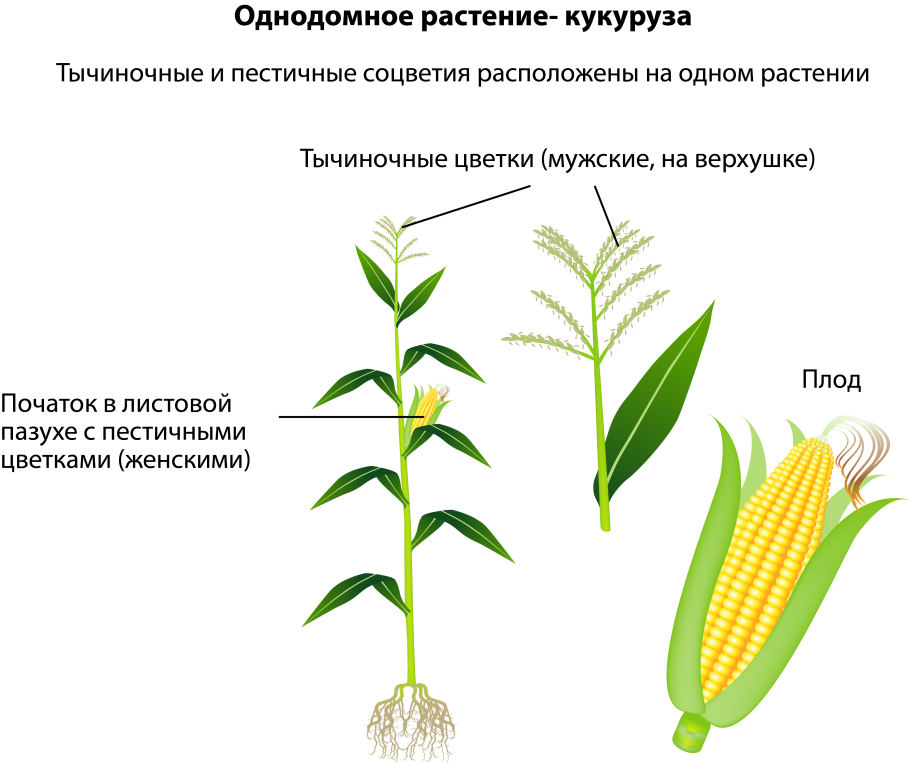 Цветки кукурузы мужские и женские