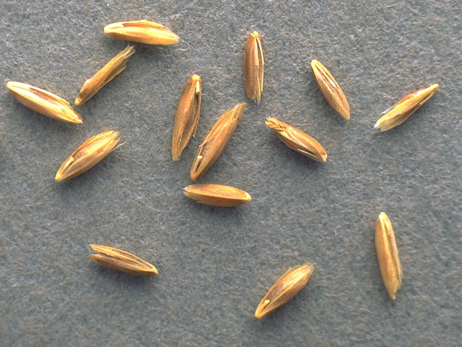 Овёс ярового сорта Боррус.