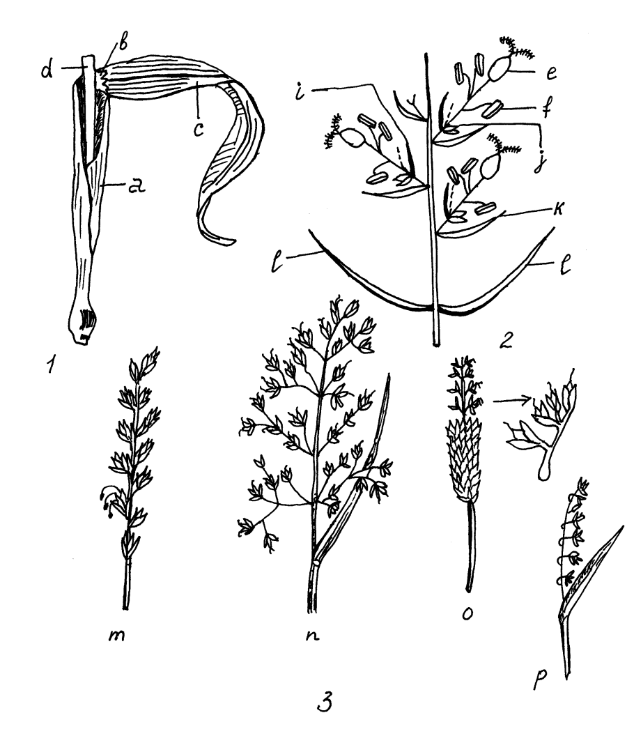 Трава колоски название как избавиться