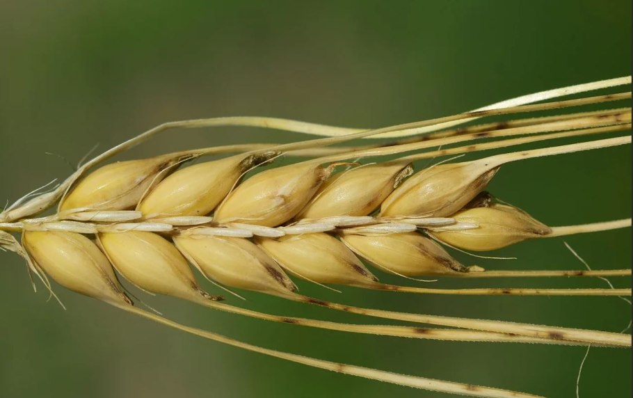 Ячмень обыкновенный злаки