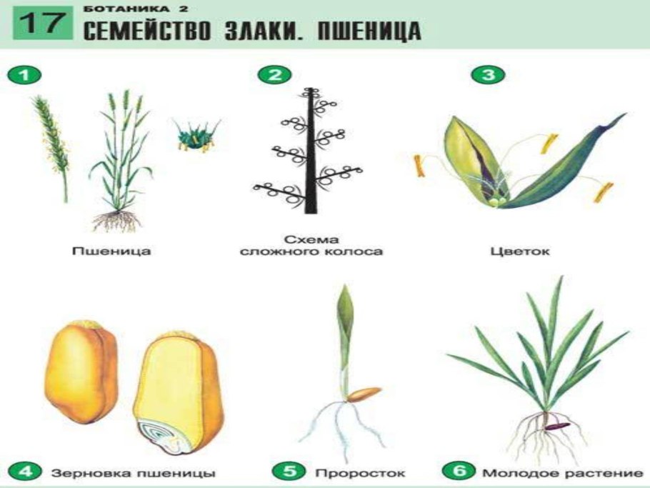 Рожь посевная строение колоска