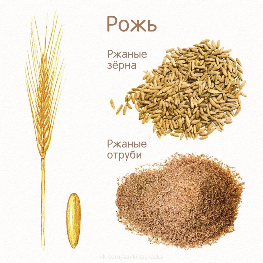 Колос озимой пшеницы схема