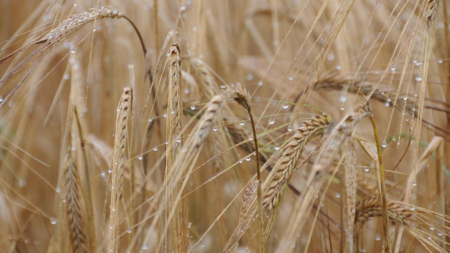 Соцветие кукурузы