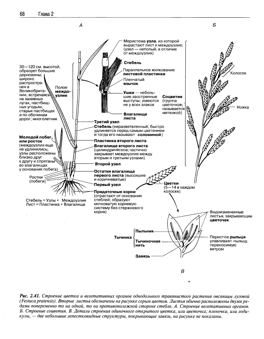 Обучающие карточки злаки и их семена