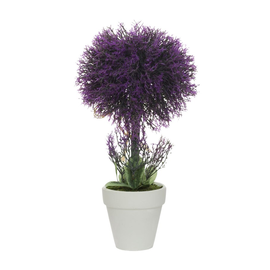 Лаванда горшечная