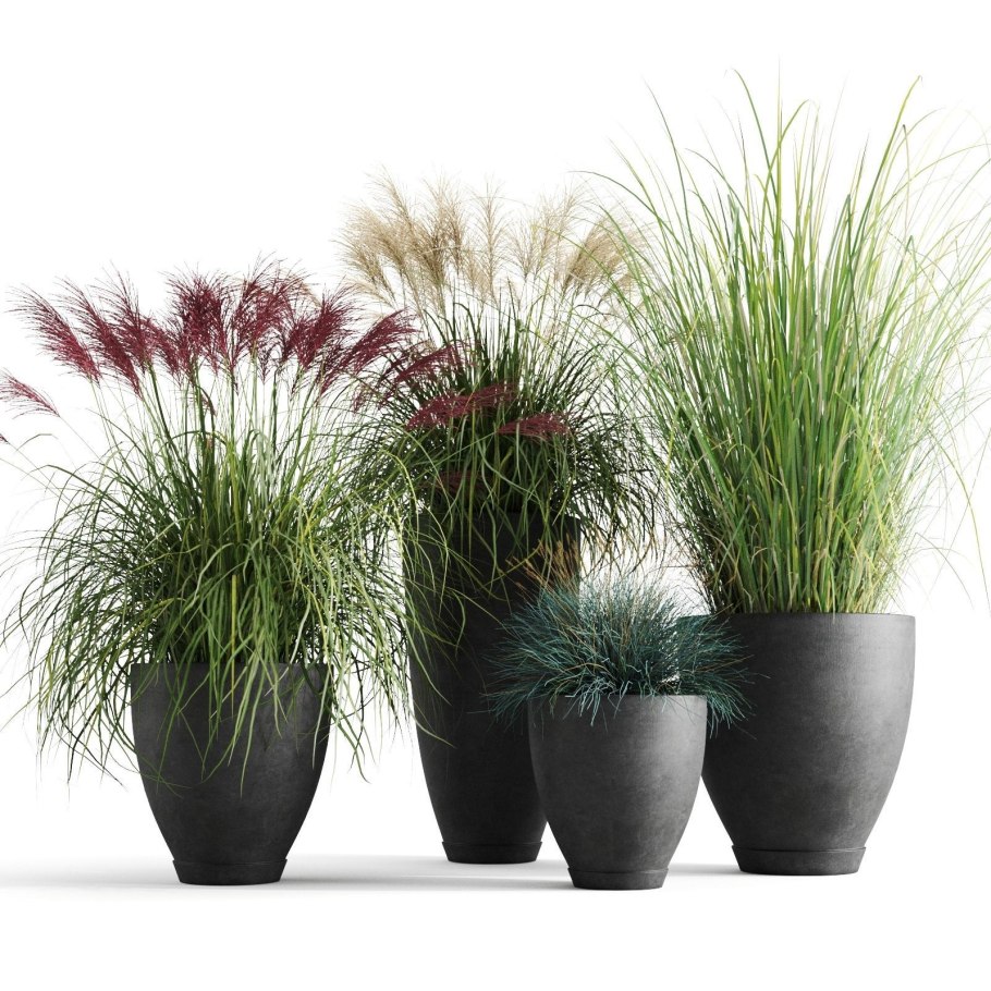 Мискантус в кашпо