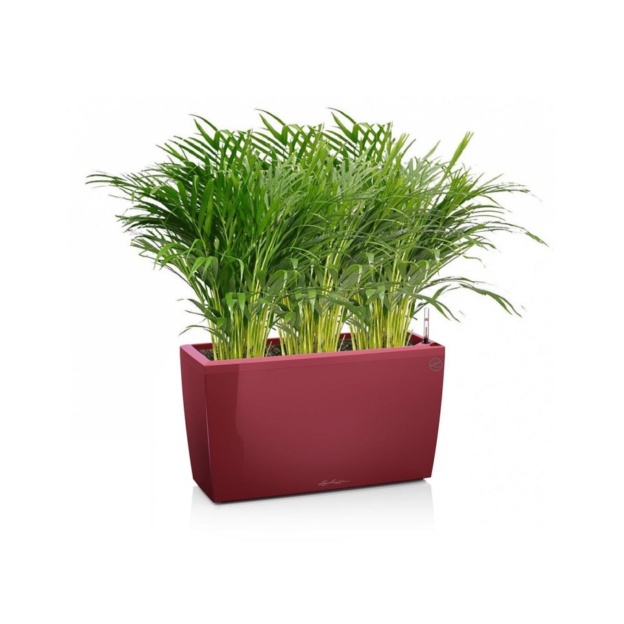 Хризалидокарпус Lechuza