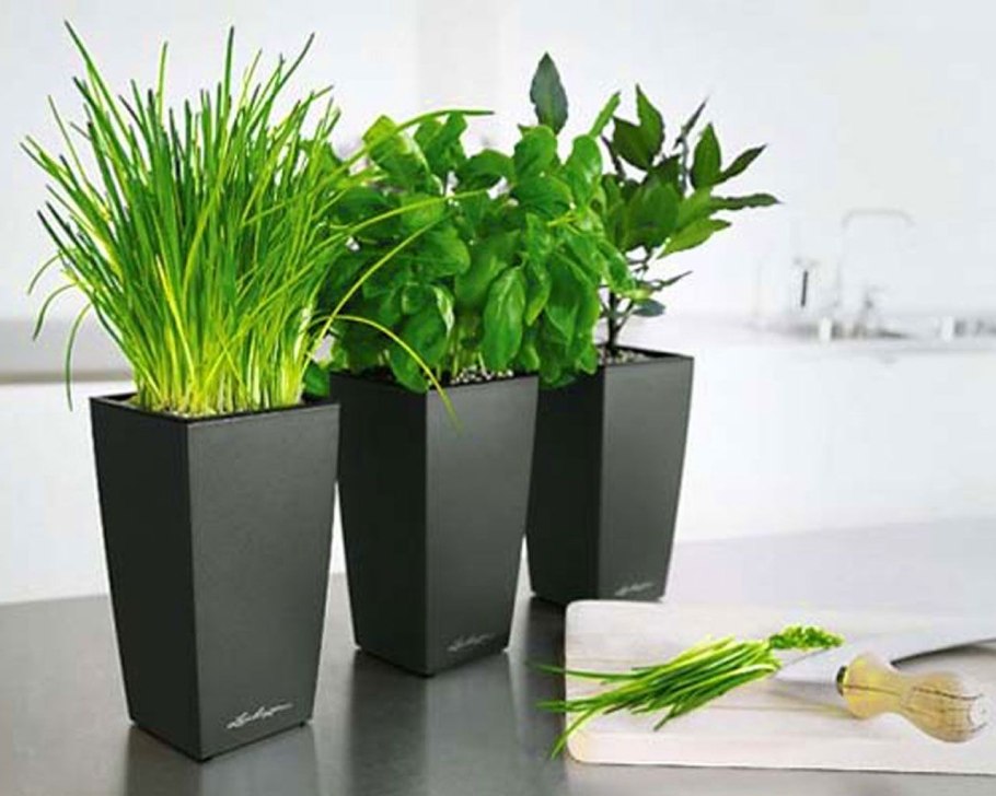 Lechuza Planters