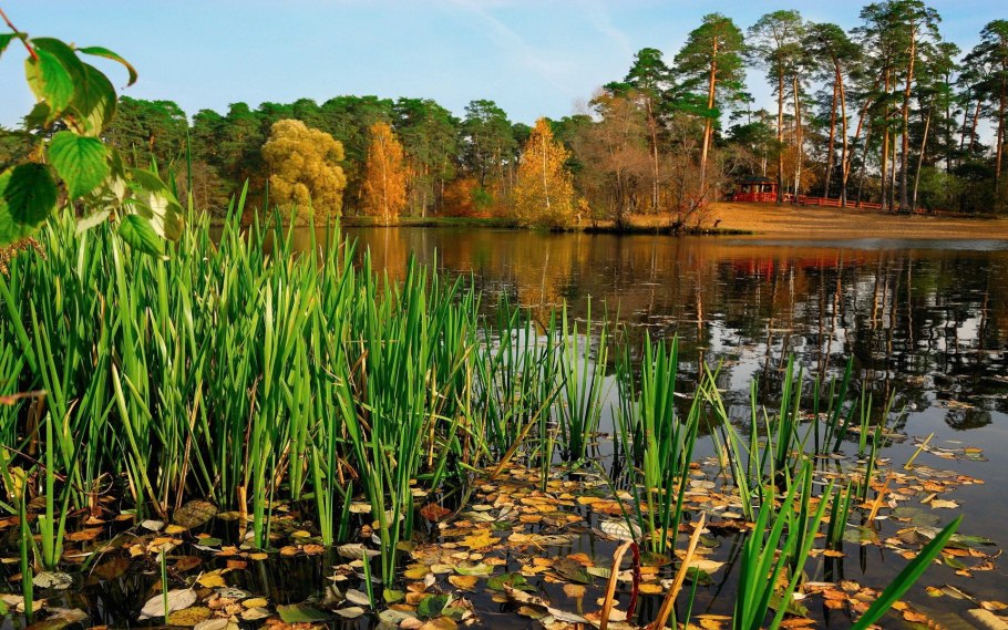 Кувшинки и Осока камыши