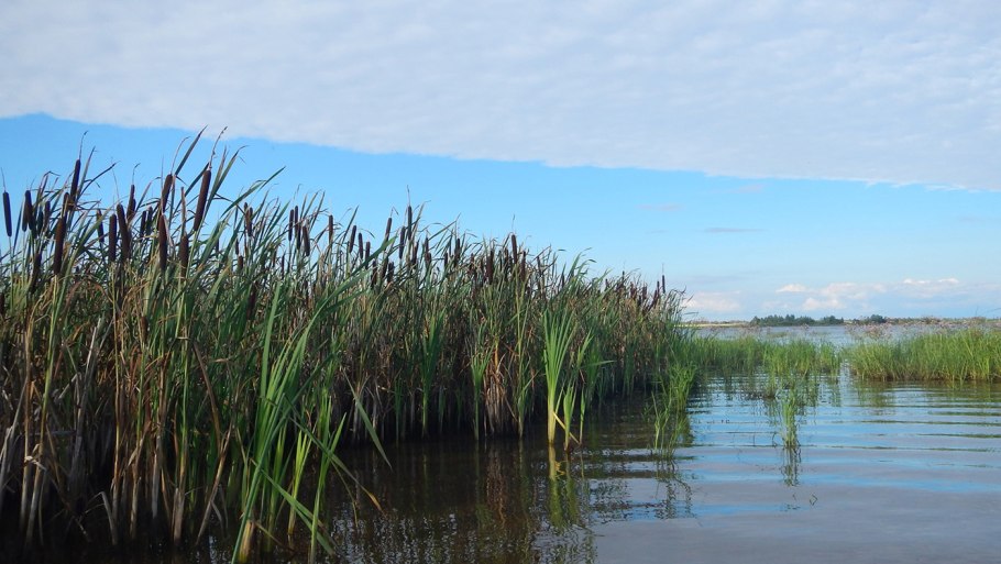 Тростник Астрахань