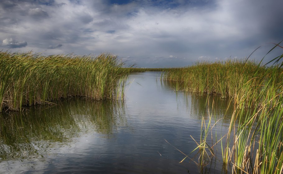 Камыш колхидский