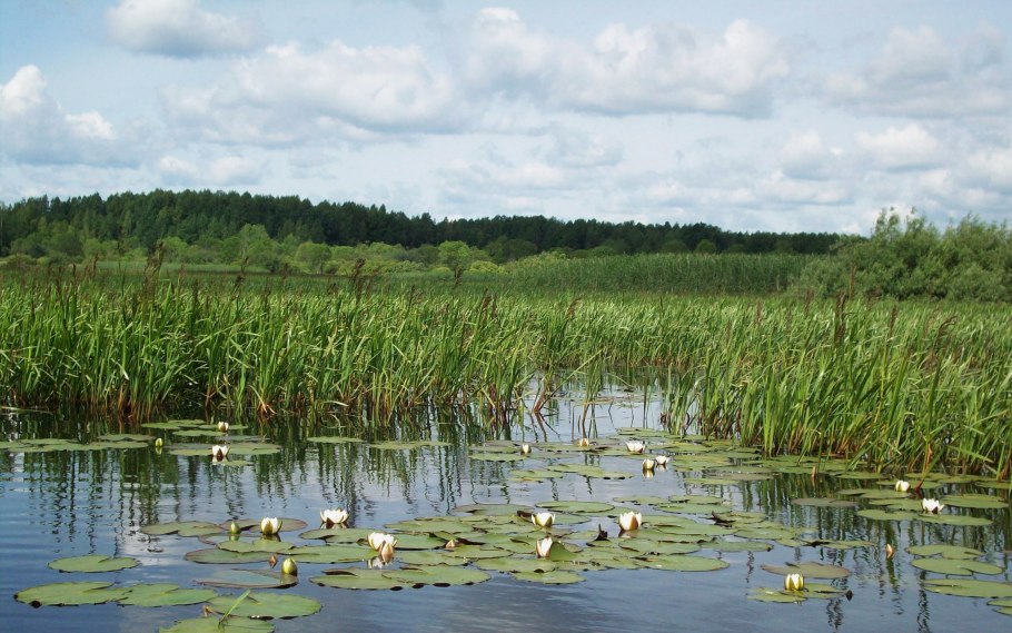 Болото трясина Топь камыши