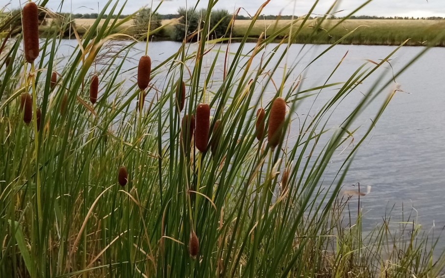 Осока и камыш