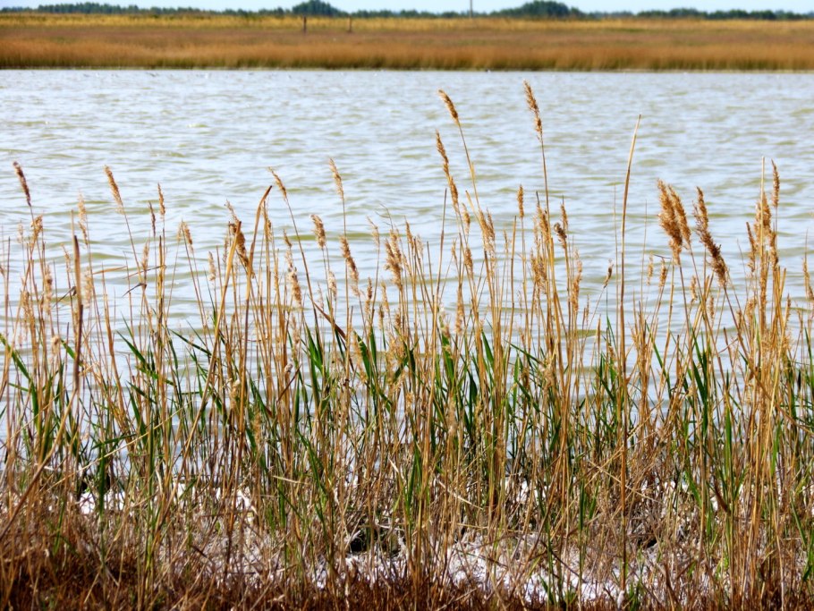 Камыш Эренберга