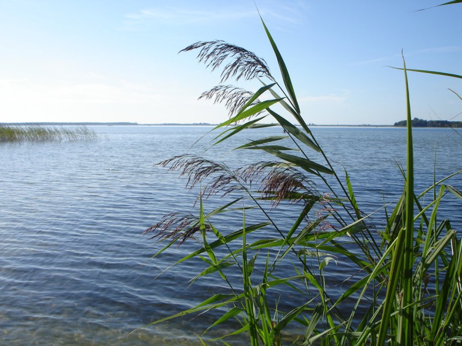 Озеро камыш Осока тростник