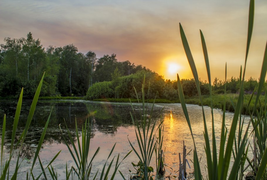 Озеро рогоз камыш