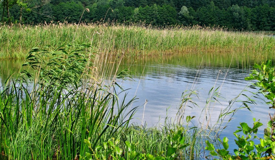 Берег реки Кубань камыши