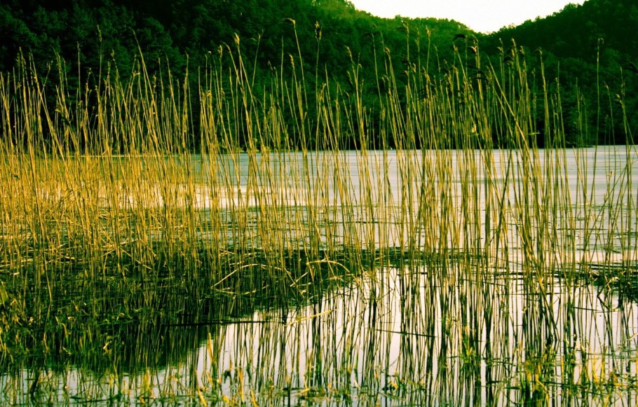 Рогоз гигрофит