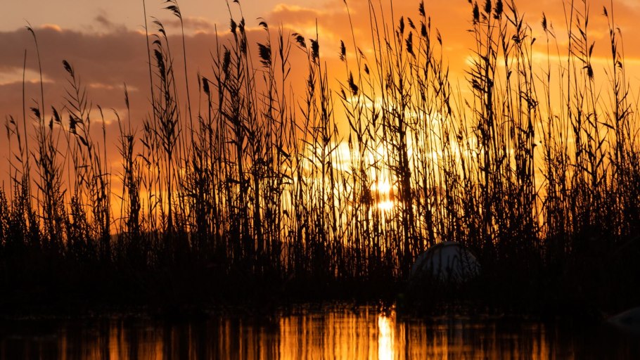 Озеро закат камыши