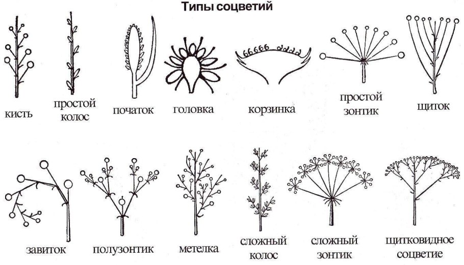 Фрондозное соцветие