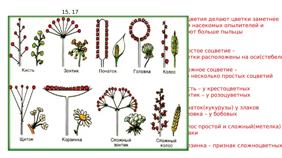 Щитковидно-метельчатые соцветия