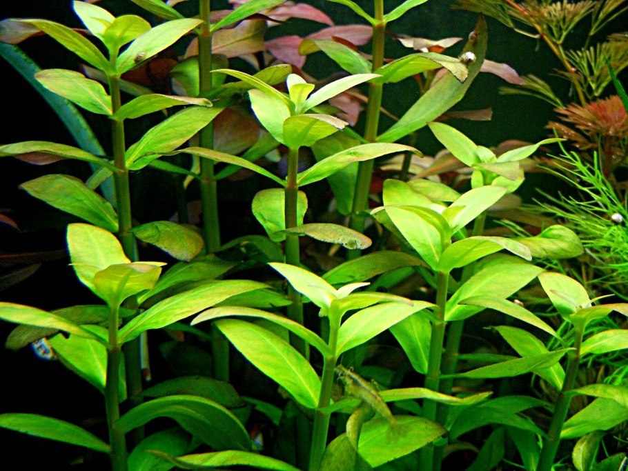 Ammania multiflora