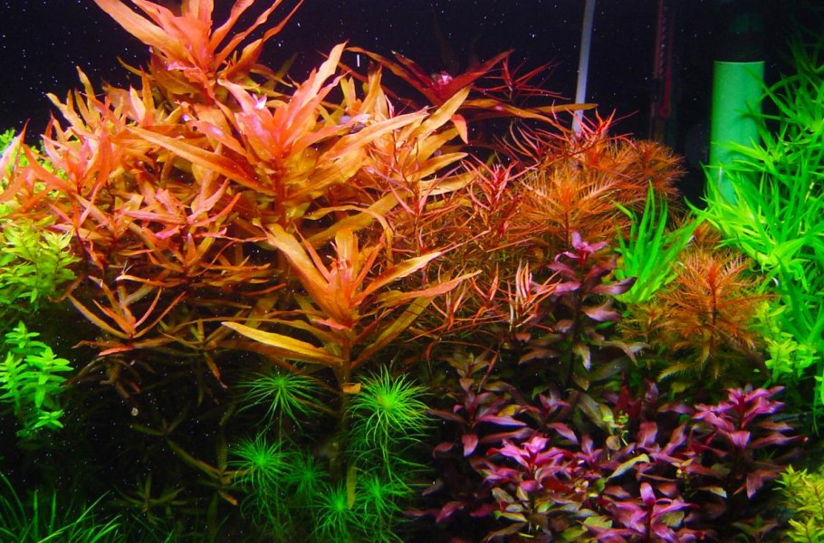 Аммания Грацилис (Ammannia gracilis)