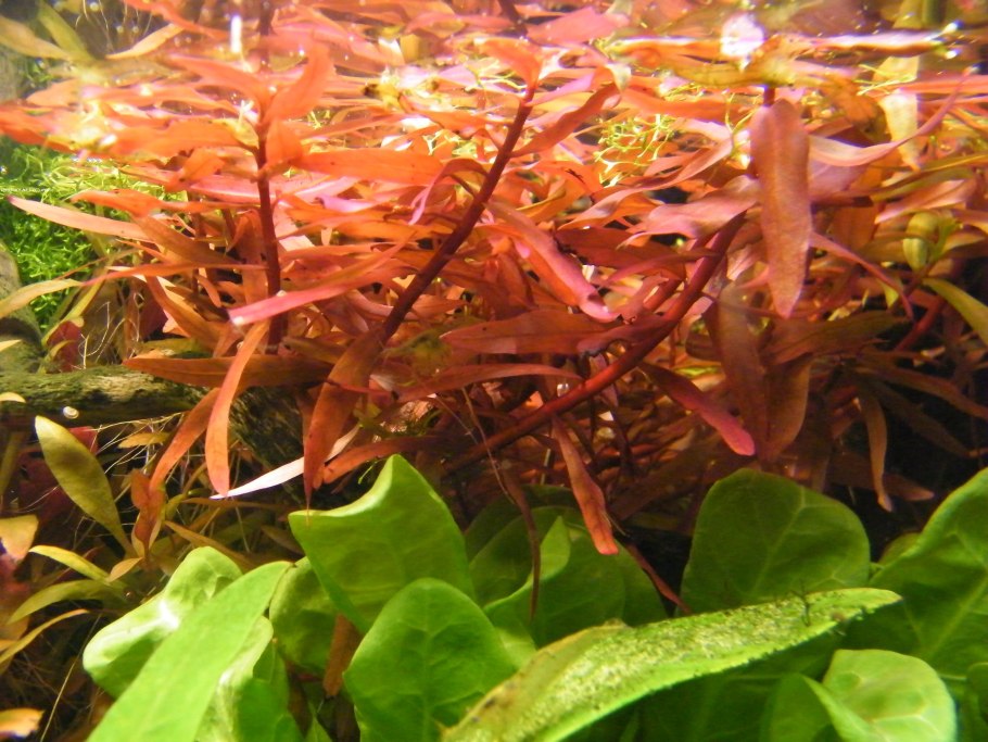 Аммания изящная (Ammannia gracilis)