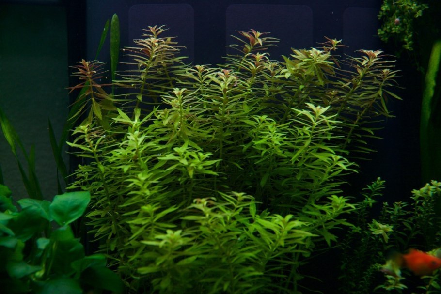 Аммания мультифлора (Ammania multiflora)