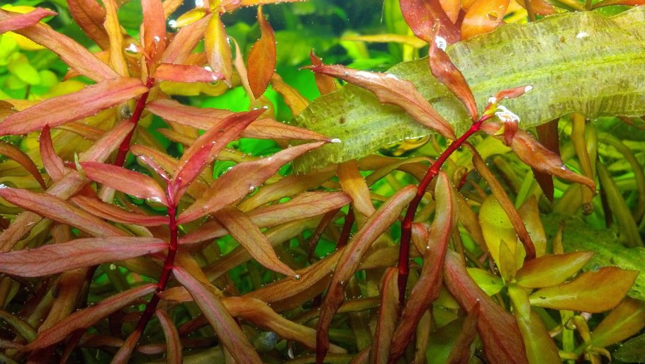 Аммания Грацилис (Ammannia gracilis)