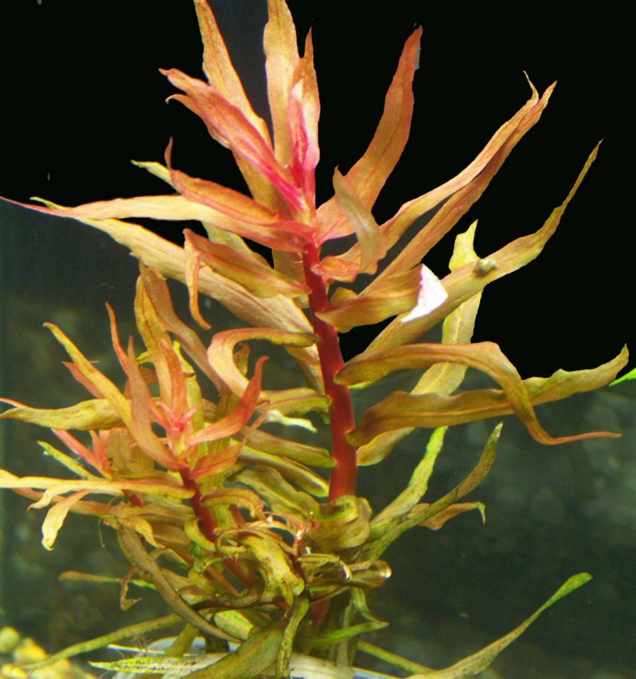 Ротала Индика Rotala Indica