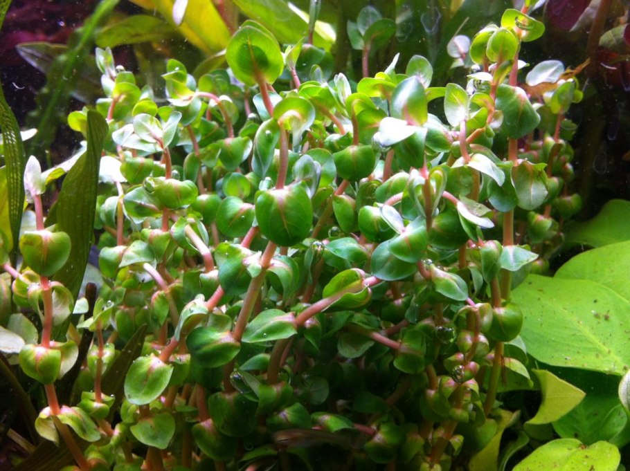 Незея педицелата Золотая Nesaea pedicellata Golden