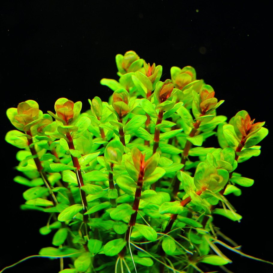 Аммания Грацилис (Ammannia gracilis)