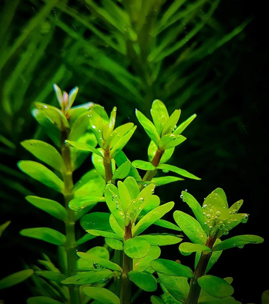 Аммания изящная (Ammannia gracilis)