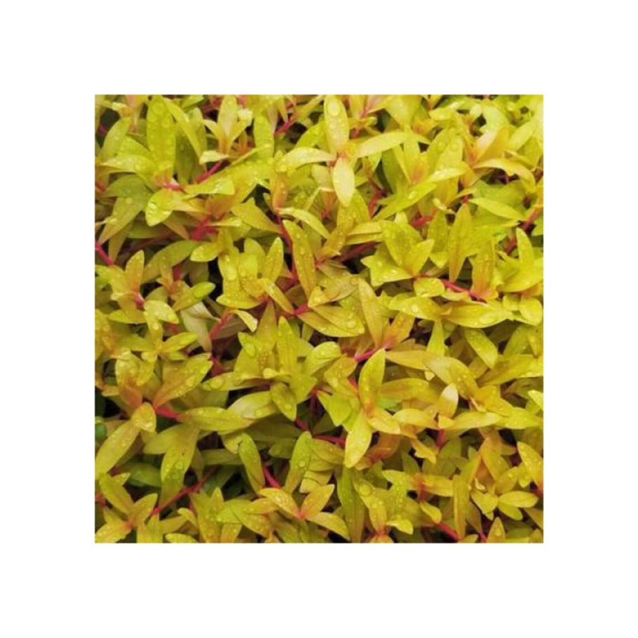 Аммания Грацилис (Ammannia gracilis)