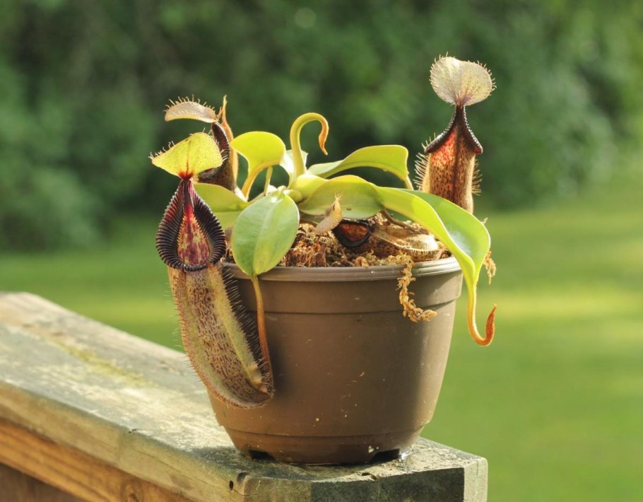 Мухоловка непентес