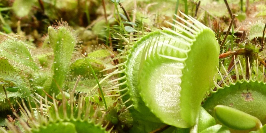 Венерина мухоловка и лягушка