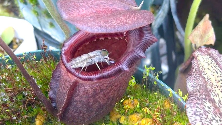 Кувшинка Виктория Амазонская