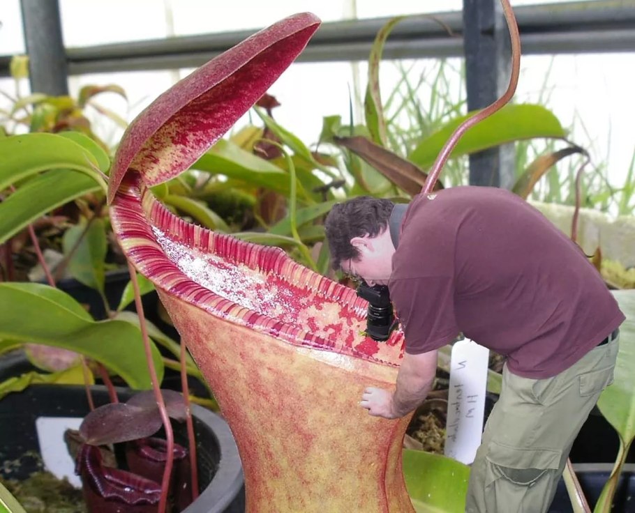 Nepenthes hemsleyana