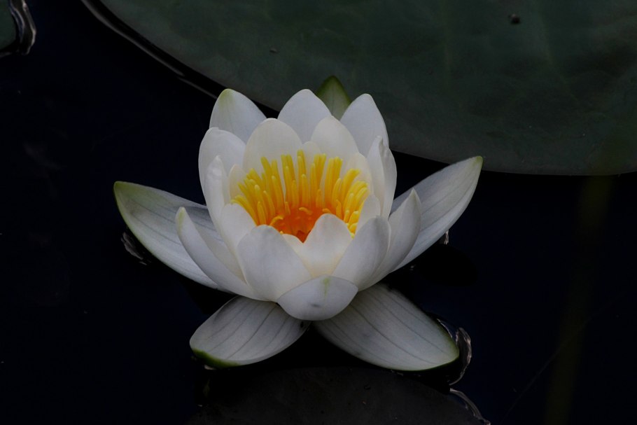 Цветы хищники охотники