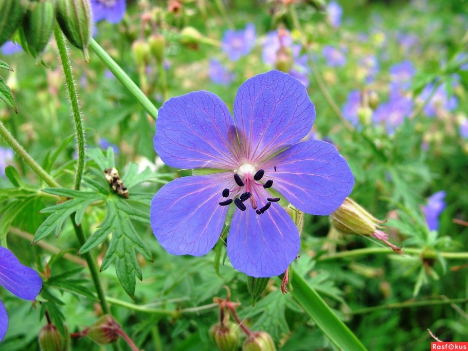 Герань Луговая
