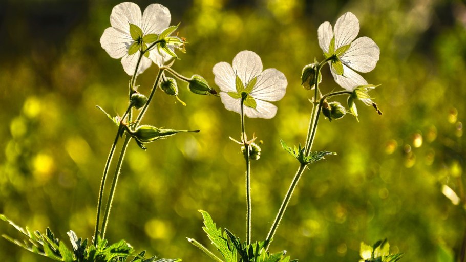 Герань Луговая лепестки