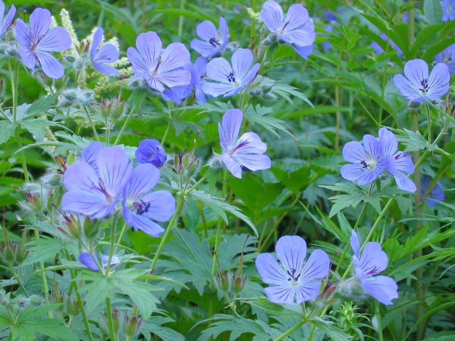 Герань пушистоцветковая ( Geranium erianthum)