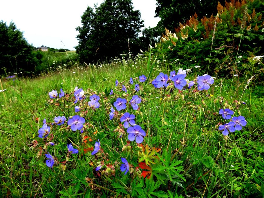 Герань Луговая синяя