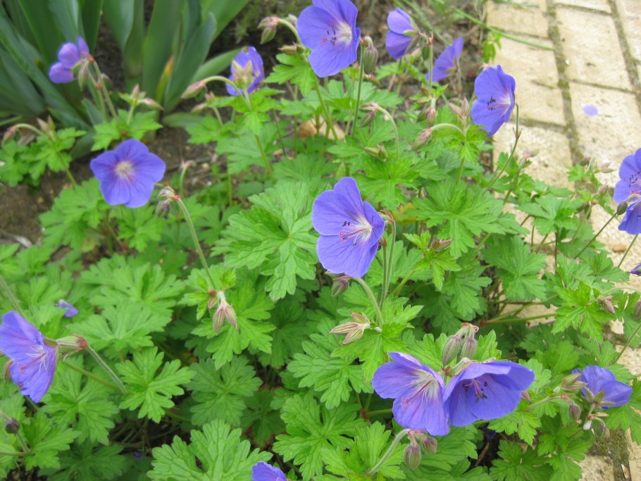 Герань Садовая Сплиш Сплэш