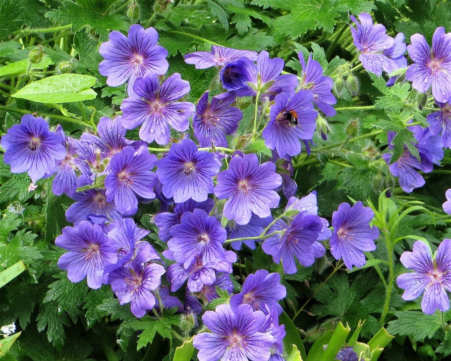 Герань Луговая Geranium pratense l.