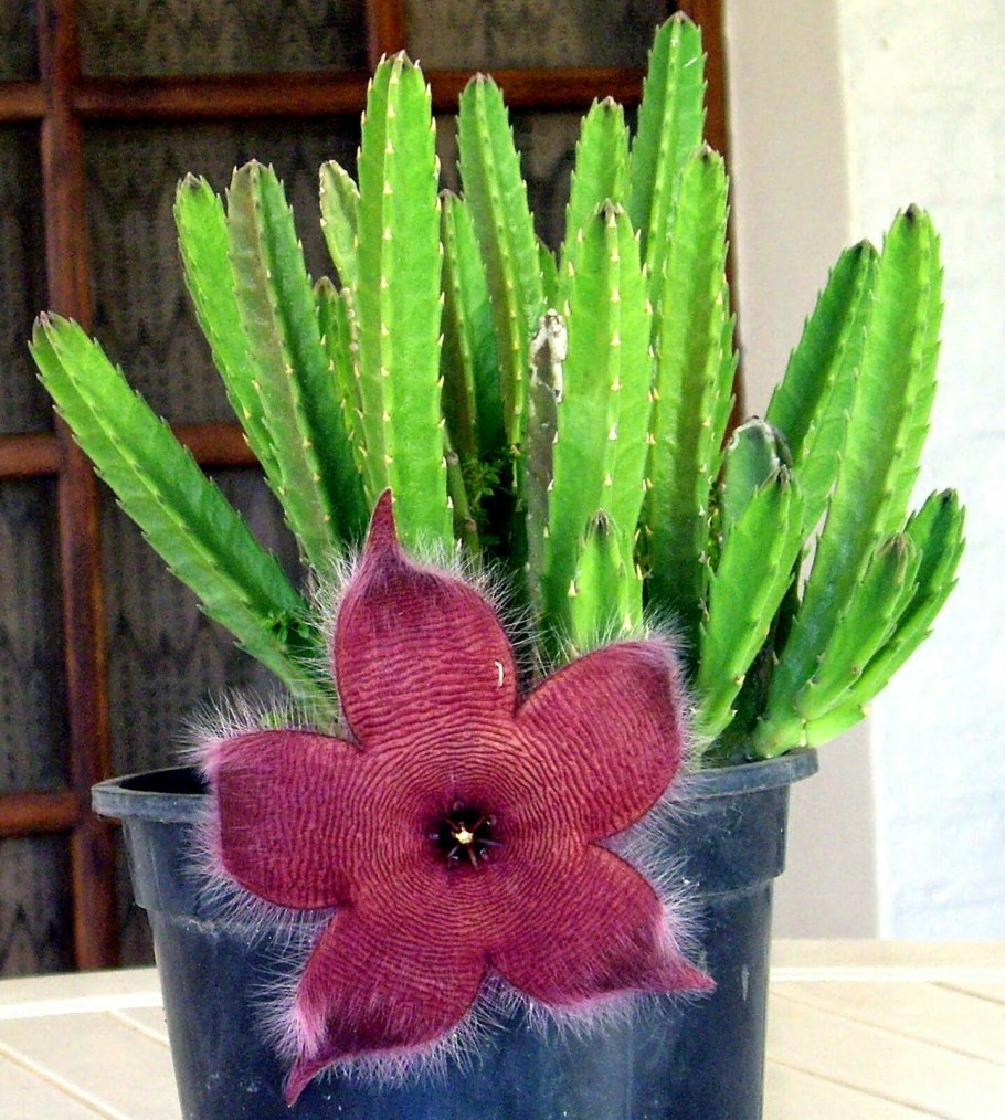 Суккулент spiralis