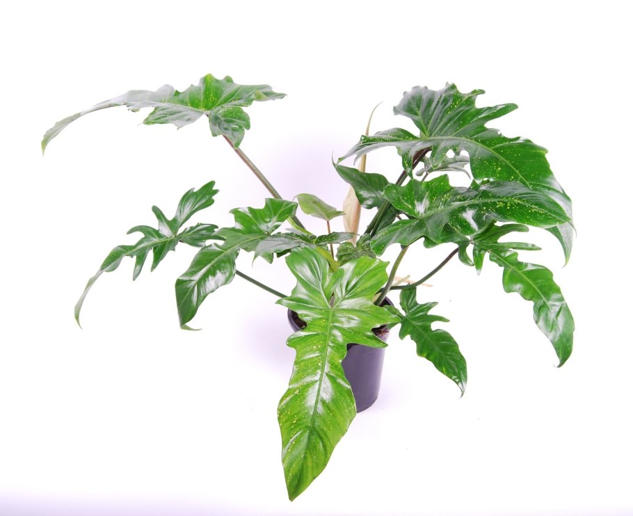 Филодендрон Ксанаду лайм